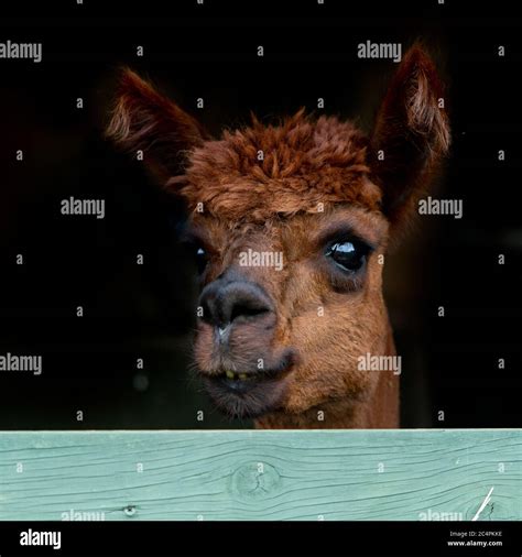 Black Alpaca Hi Res Stock Photography And Images Alamy