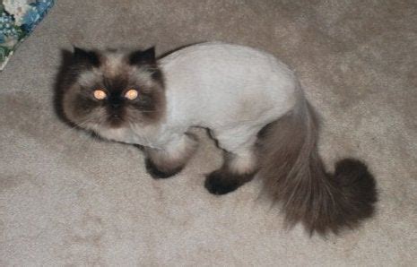 May I present... Milo the Himalayan with a Lion Cut! [First Post!] : cats