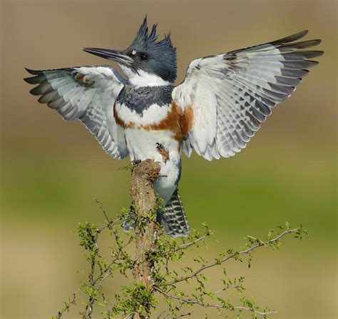 An Outstretched Belted Kingfisher Audubon