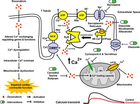 The Effects Of Doxorubicin On Cardiac Calcium Homeostasis And