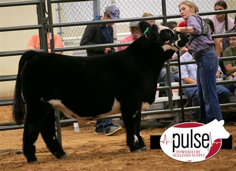 HOT Fair Maine Anjou Steers The Pulse