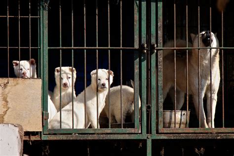 Vogliamo Mangiare I Cani Parte La Protesta Degli Allevatori Contro