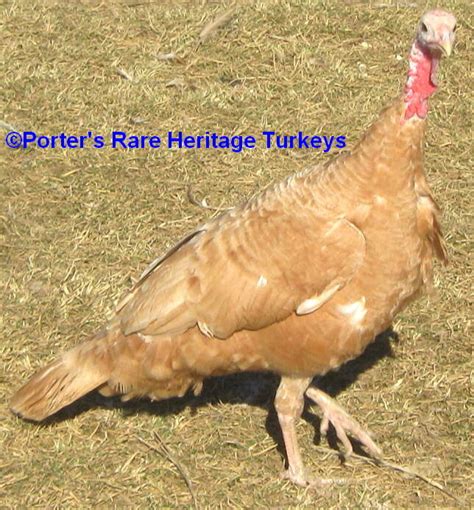 Self Buff Porter S Rare Heritage Turkeys