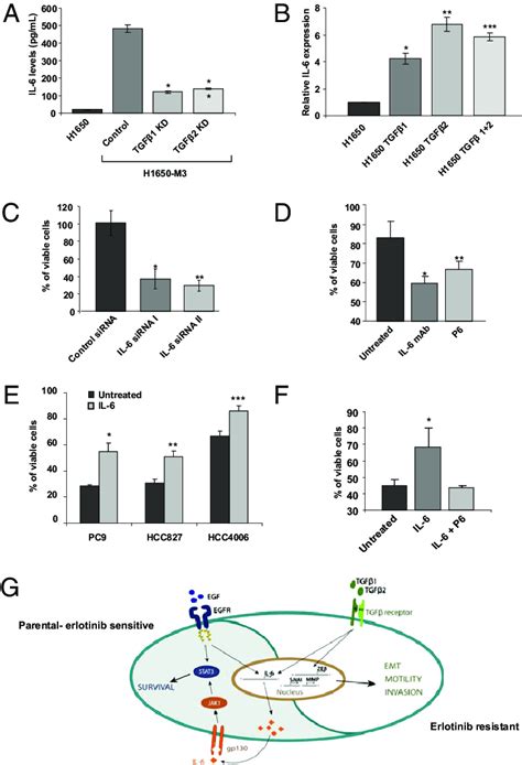 Il Is Responsible For The Egfr Independent Stat Phosphorylation