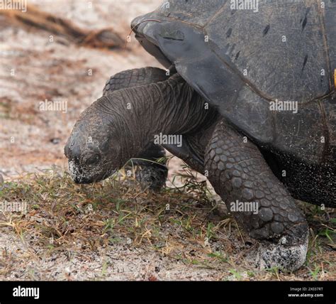 Giant Aldabra Tortoise Aldabrachelys Gigantea Aldabra Seychelles