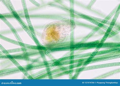 Oscillatoria Is A Genus Of Filamentous Cyanobacterium, Oscillation In Its Movement Under The ...