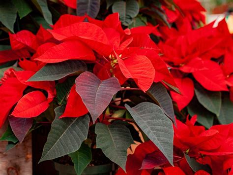 Troubleshooting Yellow Leaves On Poinsettia Why Are There Yellow