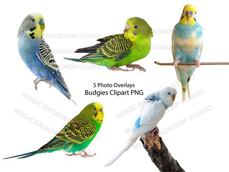 Parakeet Budgie Colors