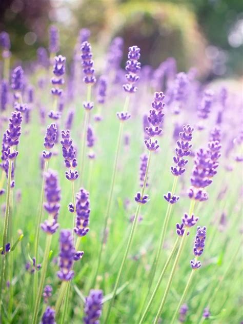 Summer Lavender Wallpapers Wallpaper Cave