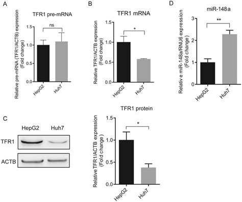 Tfr1 Expression Is Negatively Correlated To Mir 148a Levels In Hcc