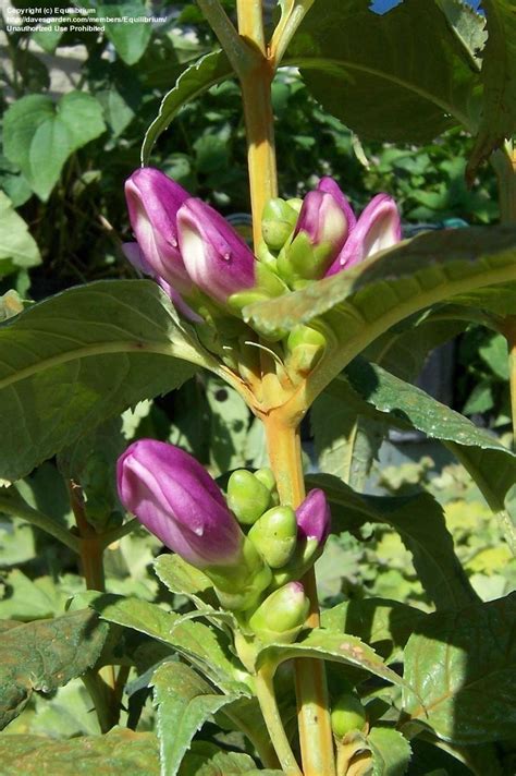 Plantfiles Pictures Chelone Pink Turtlehead Lyon S Turtlehead Hot