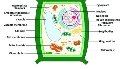 Plant Cell Structure Properties And Functions Science Query