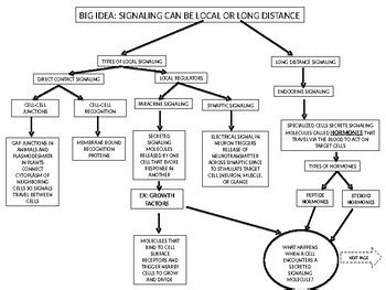 36 Cell Concept Map Worksheet Answer Key - support worksheet