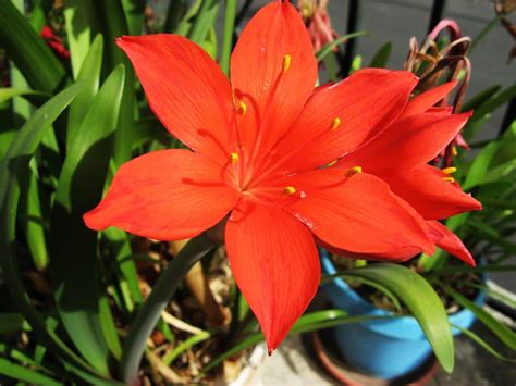 Flor De Amarilis Cuidados Significado Colores Y Mucho Más