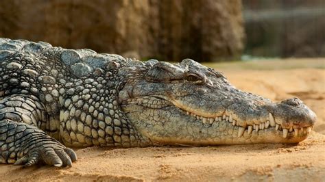 Cocodrilos Dejan El Agua Y Pasean Por Playas De Coatzacoalcos Veracruz