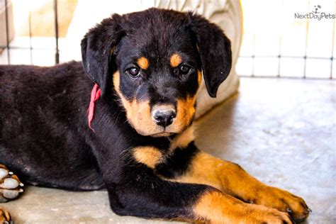 F Rott Q Red: Rottweiler puppy for sale near Phoenix, Arizona ...