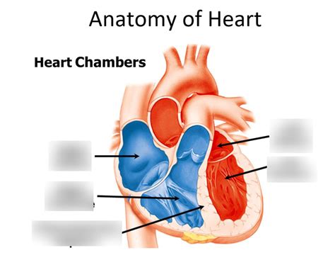 ANS206- Ventricle Chambers Heart Diagram | Quizlet