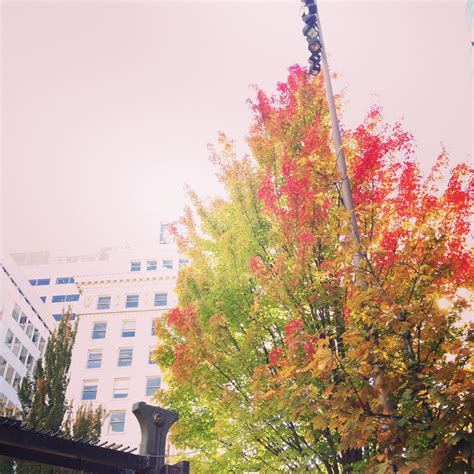 Autumn in Portland at Pioneer Square!