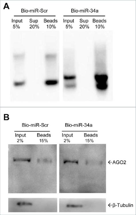 AGO2 co-immunoprecipitates with biotin-labelled miRNA: (A) RNA pulldown ...