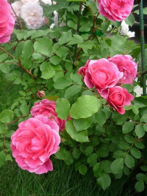 Rose Bushes Zone 3 Garden Plant