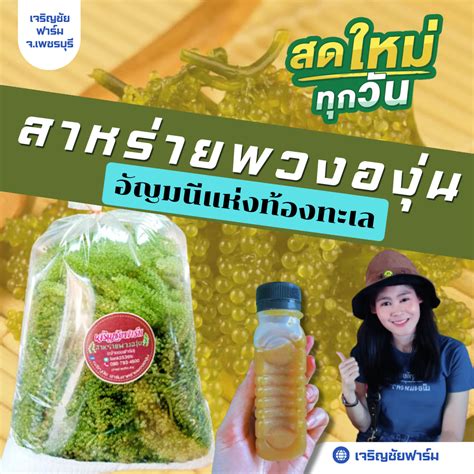 แถมฟรี100กรัม สาหร่ายพวงองุ่น 1กิโลกรัม ผลิตโดยเจริญชัยฟาร์ม จ เพชรบุรี รับประกันสินค้า