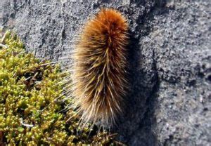 Arctic woolly bear moth– Identification, Life Cycle, Facts & Pictures