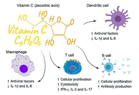 Effect Of Vitamin C On The Immune System Vitamin C Is Usually Known To