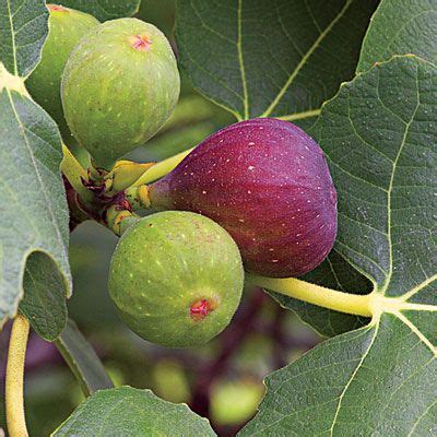 How to grow and care for fig trees – Artofit