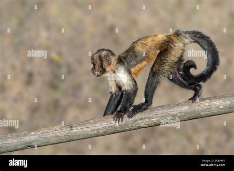 Golden Bellied Capuchin Yellow Breasted Capuchin Buff Headed