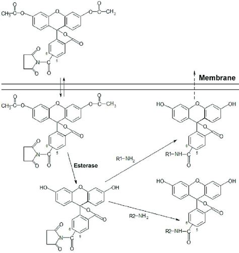 The Staining Mechanism Of Cfda Se Download Scientific Diagram