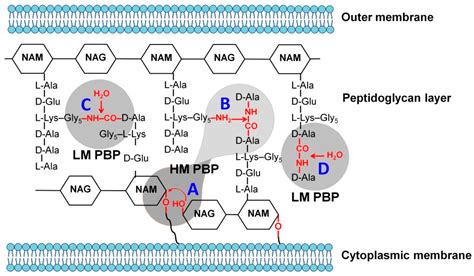 Biomolecules Free Full Text The Role of the Ω Loop in Regulation of