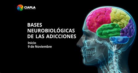 Bases Neuro Biológicas Y Fisiopatología De Las Adicciones Instituto