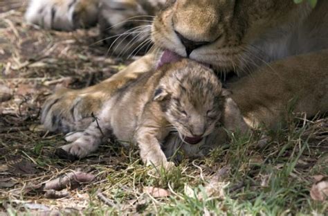 Wildlife photographer captures rare sight of lion cubs just a few hours old