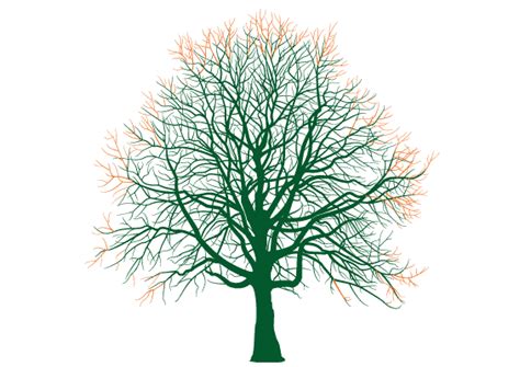 Tree Crown Reduction Sussex Sussex Timber Co