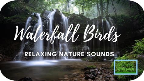 Hours Nature Sounds Waterfall And Birds Relaxing Sounds For