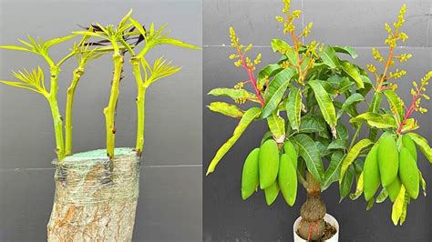 5 Multiple Grafting On One Mango Tree How To Grow Mango Tree From