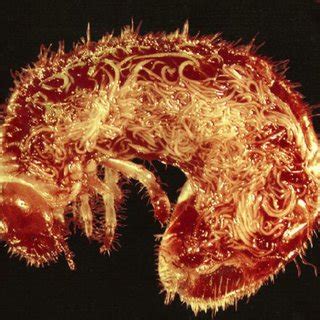 Infective Juvenile Entomopathogenic Nematodes Entering A Host Through