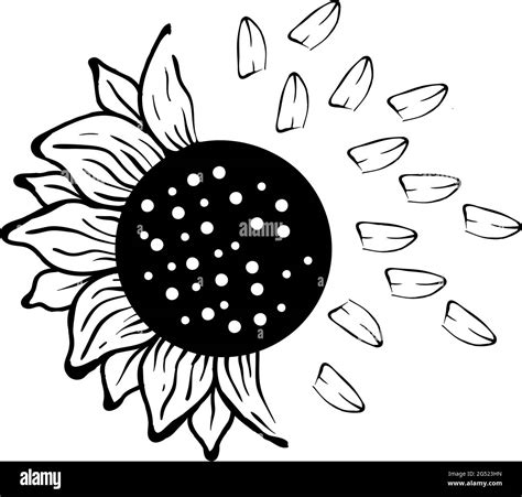 Sunflower icon design template vector isolated Stock Vector Image & Art ...