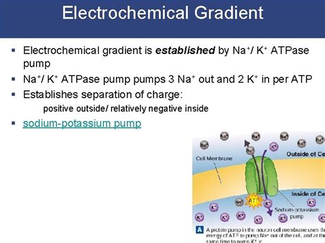 Electrical Physiology Excitable Cells Electrochemical Gradient Resting Membrane