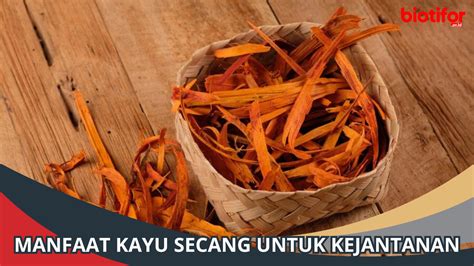 Manfaat Kayu Bajakah Keajaiban Herbal Dari Hutan Tropis Biotifor