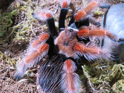 Mexican Fire Leg Tarantula