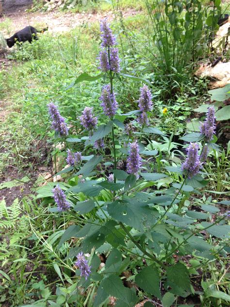 Licorice Mint Seeds Agastache Foeniculum Anise Hyssop Etsy