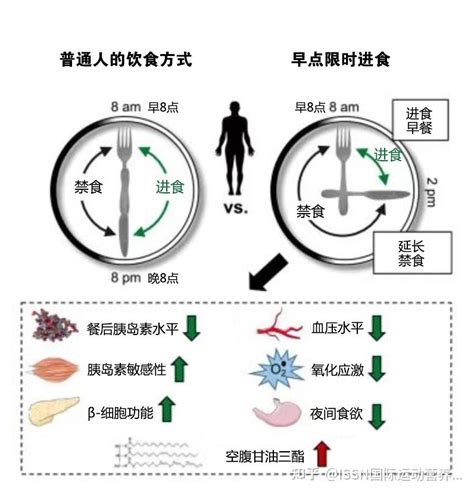 禁食还是进食？间歇性禁食对减重、运动表现等的影响 知乎