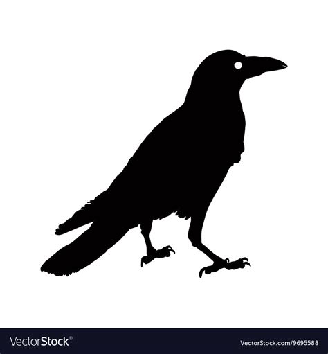 Silhouette Of A Crows In Different Royalty Free Vector Image