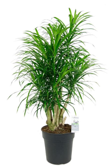 Dracaena Anita Drakenbloedboom 110cm Kopen 123planten Nl