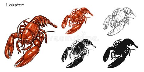 Set Of Lobster By Hand Drawing Stock Vector Illustration Of Logo