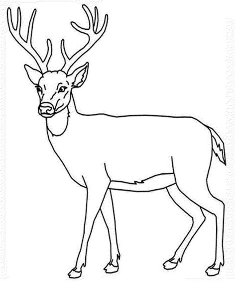 Deer Head Drawing Easy At Getdrawings Free Download