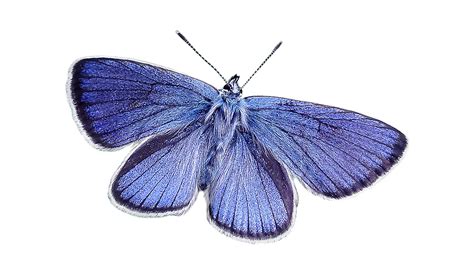 Butterfly Blue Nature Free Photo On Pixabay Pixabay