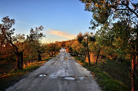 Dirt Road Olives Trees Free Photo On Pixabay Pixabay