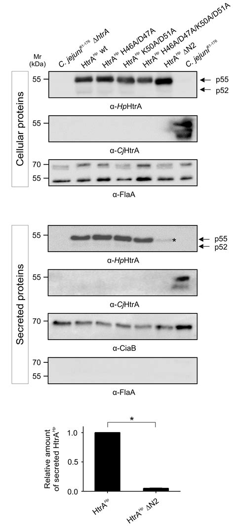 Frontiers Amino Terminal Processing Of Helicobacter Pylori Serine